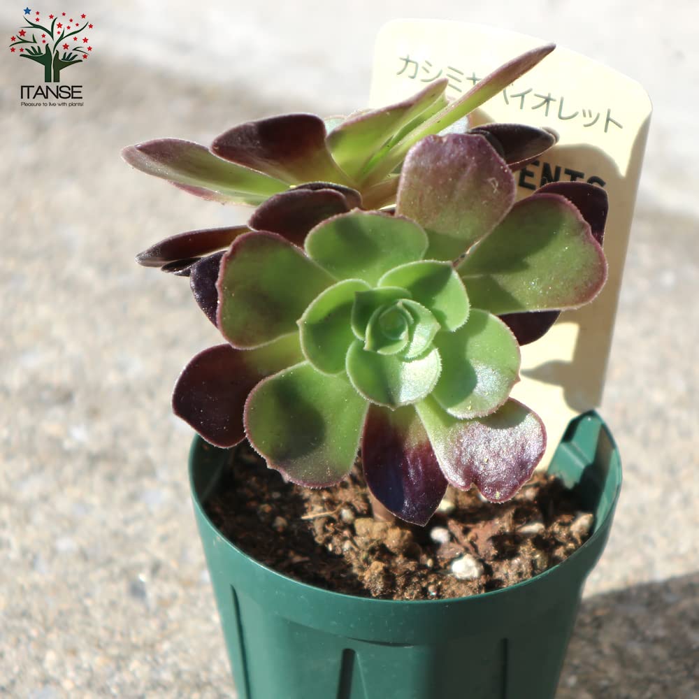 多肉植物緑カシミヤバイオレット法師 3種法師抜き苗